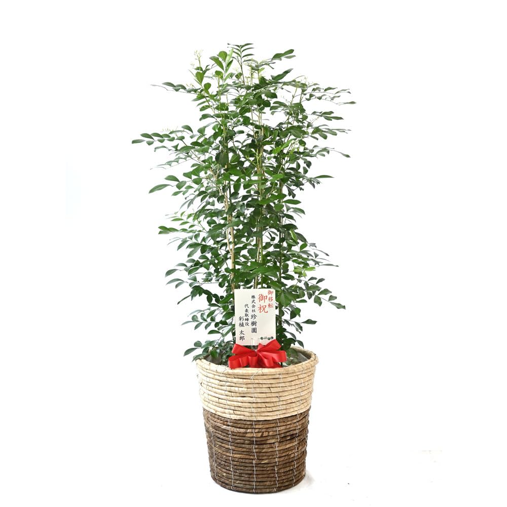 Amazon｜観葉植物 本物 シルクジャスミン ゲッキツ 8号 【ツートーン鉢